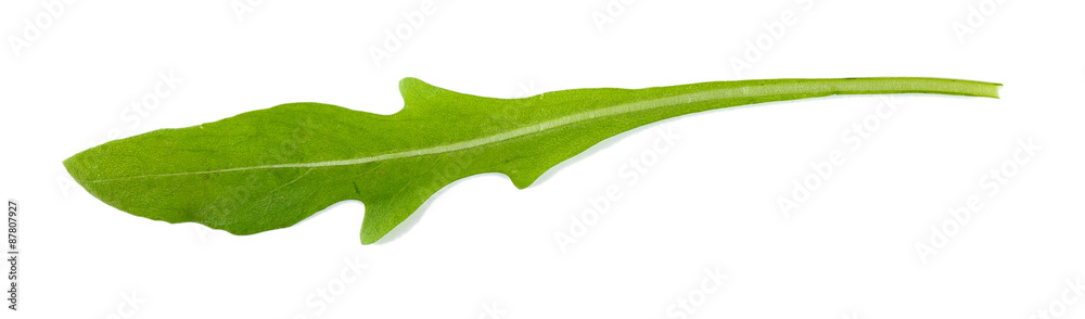 Obraz Green arugula leaf isolated on white