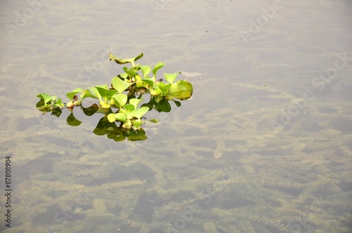 Photography green duckweed plants floating in the lake titiwangsa kuala lumpur malaysia