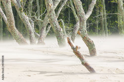 Movement sand in Leba - Poland.