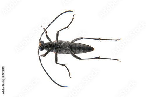 Black beetle from family Cerambycidae on white background