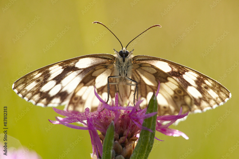 Obraz premium Schachbrett