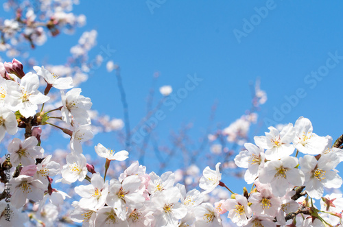 青空と桜