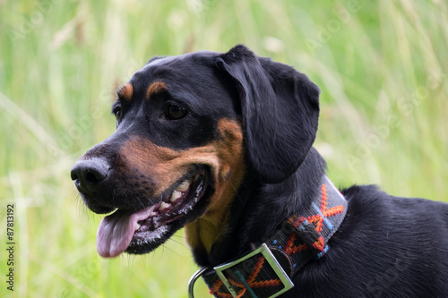 Obraz na płótnie Rottweiler Coca Spaniel mit Haldband w salonie