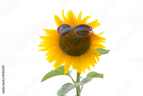 Fototapeta Naklejka Na Ścianę i Meble -  Sonnenblume mit Sonnenbrille