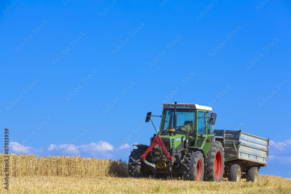 Obraz premium Weizenfeld