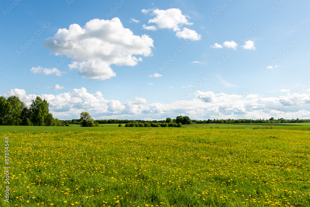 beautiful green fields under blue sky in summer beautiful green fields under blue sky in summer