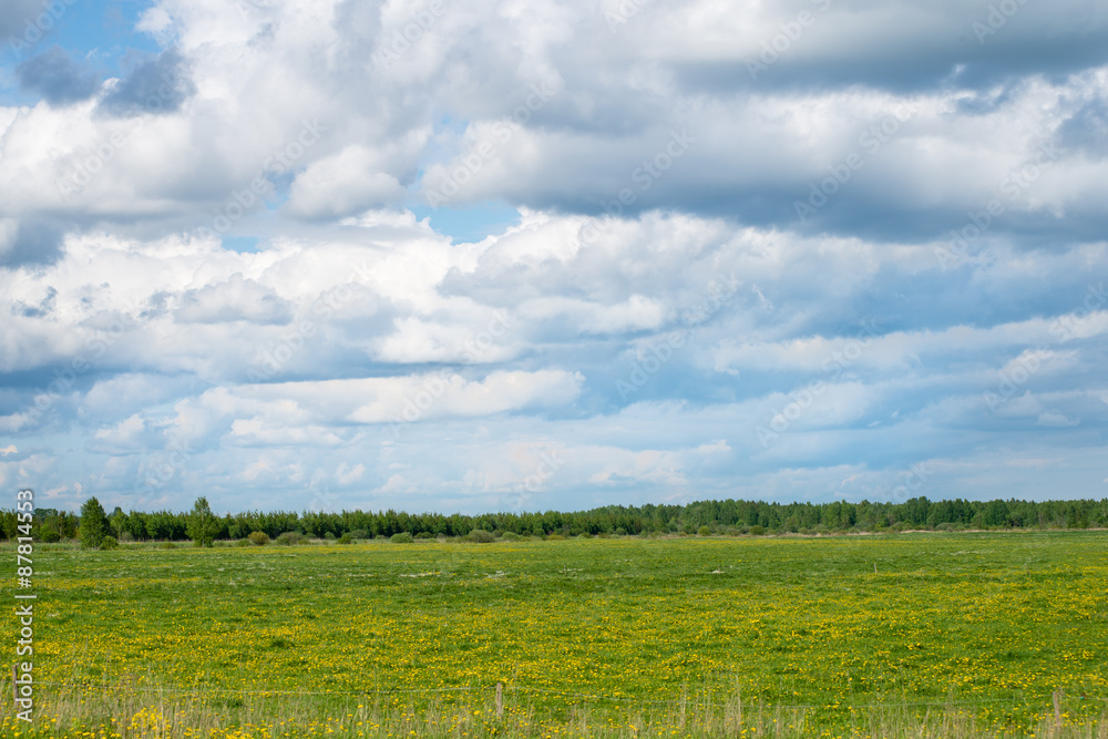 beautiful green fields under blue sky in summer