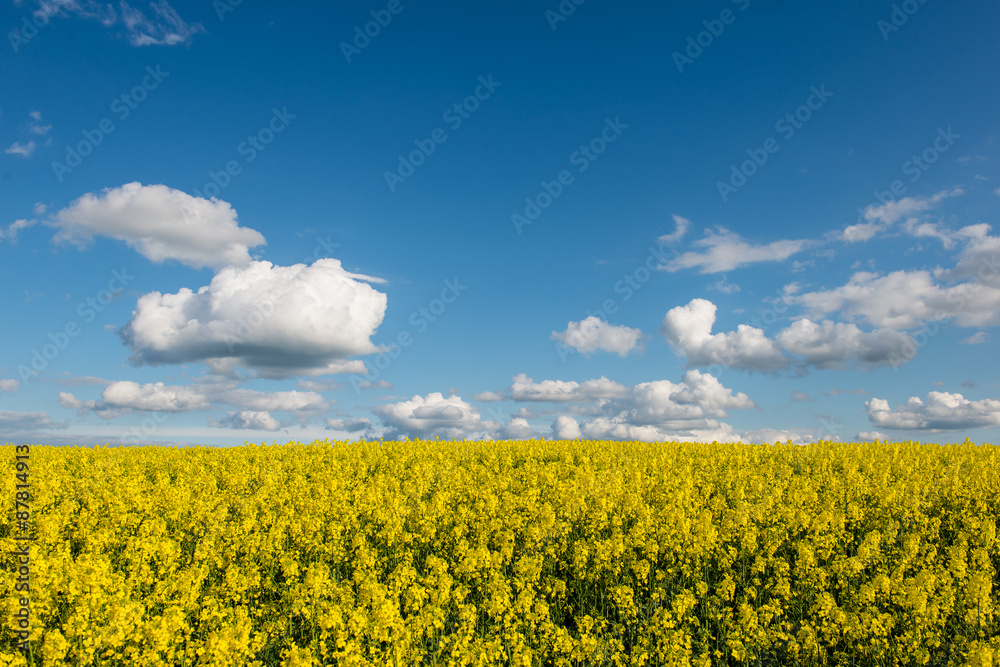 rape fields in country under blue sky with white clouds