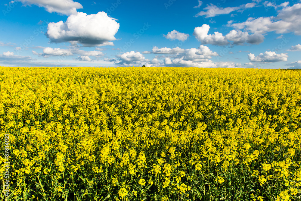 rape fields in country under blue sky with white clouds