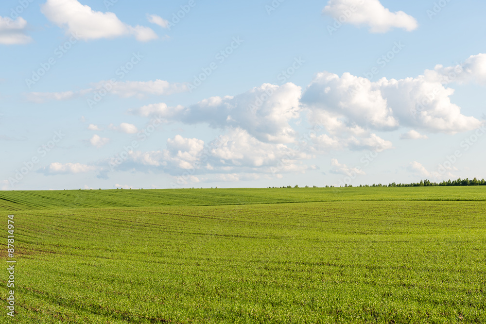 beautiful green fields under blue sky in summer