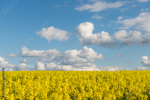 rape fields in country under blue sky with white clouds