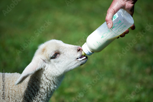 Lamm mit Milchflasche photo