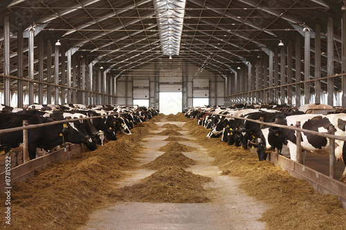 cow farm agriculture
