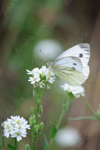 Kohlweißling auf weißer Blüte