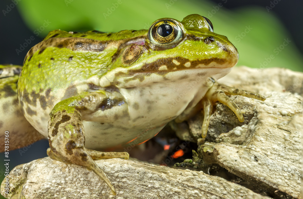 Naklejka premium Frog and tree branch