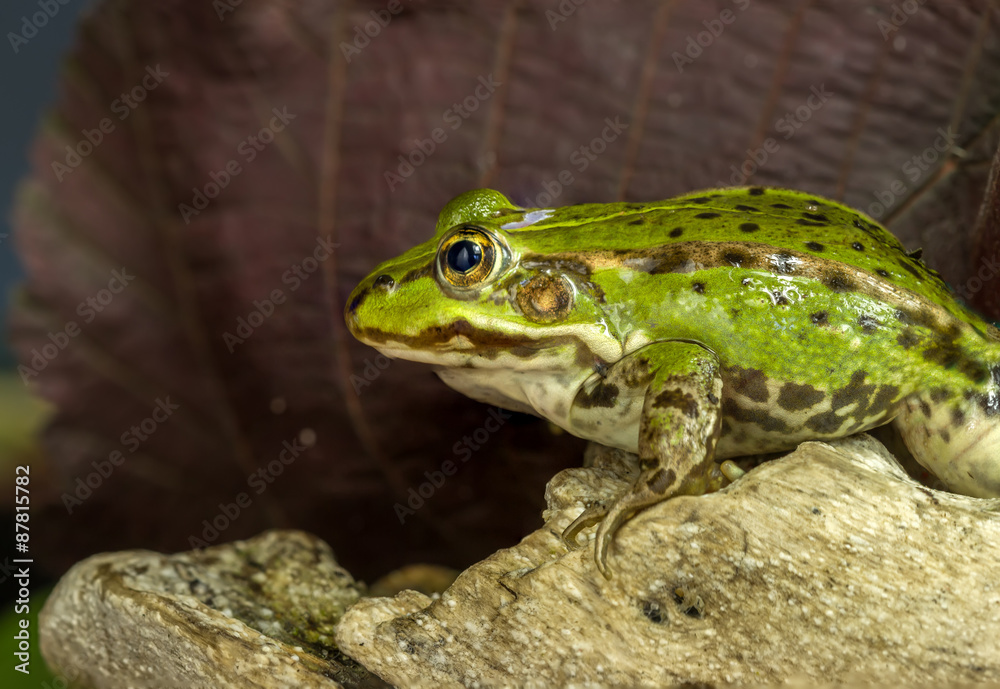 Obraz premium The frog sits under a brown sheet