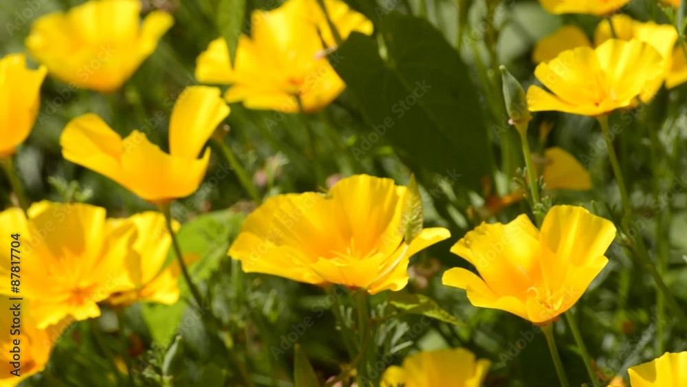 Kalifornische Mohn, Eschscholzia californica, Blüte der Zier-und Heilpflanze Kalifornische Mohn, Eschscholzia californica, Blüte der Zier-und Heilpflanze