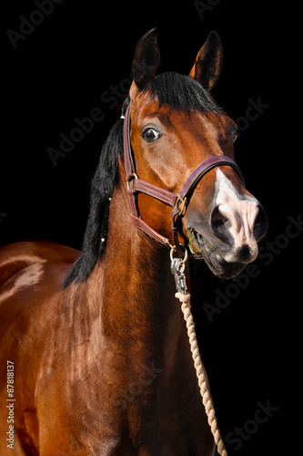 horse portrait on dark background