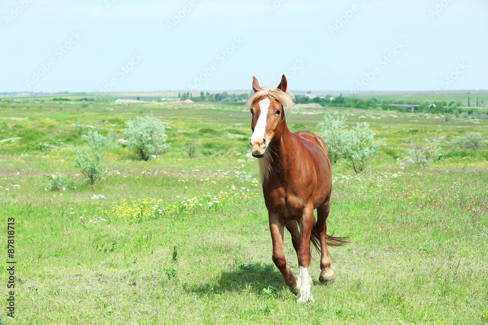 Beautiful brown horse grazing on meadow Beautiful brown horse grazing on meadow