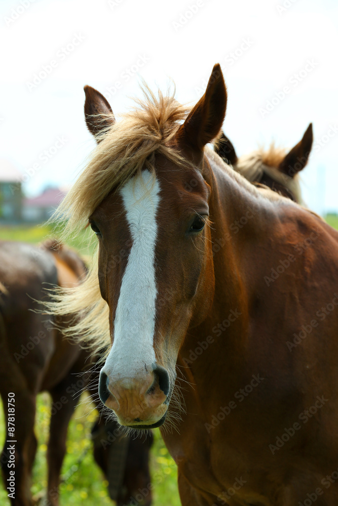 Naklejka premium Portrait of beautiful brown horse, outdoors