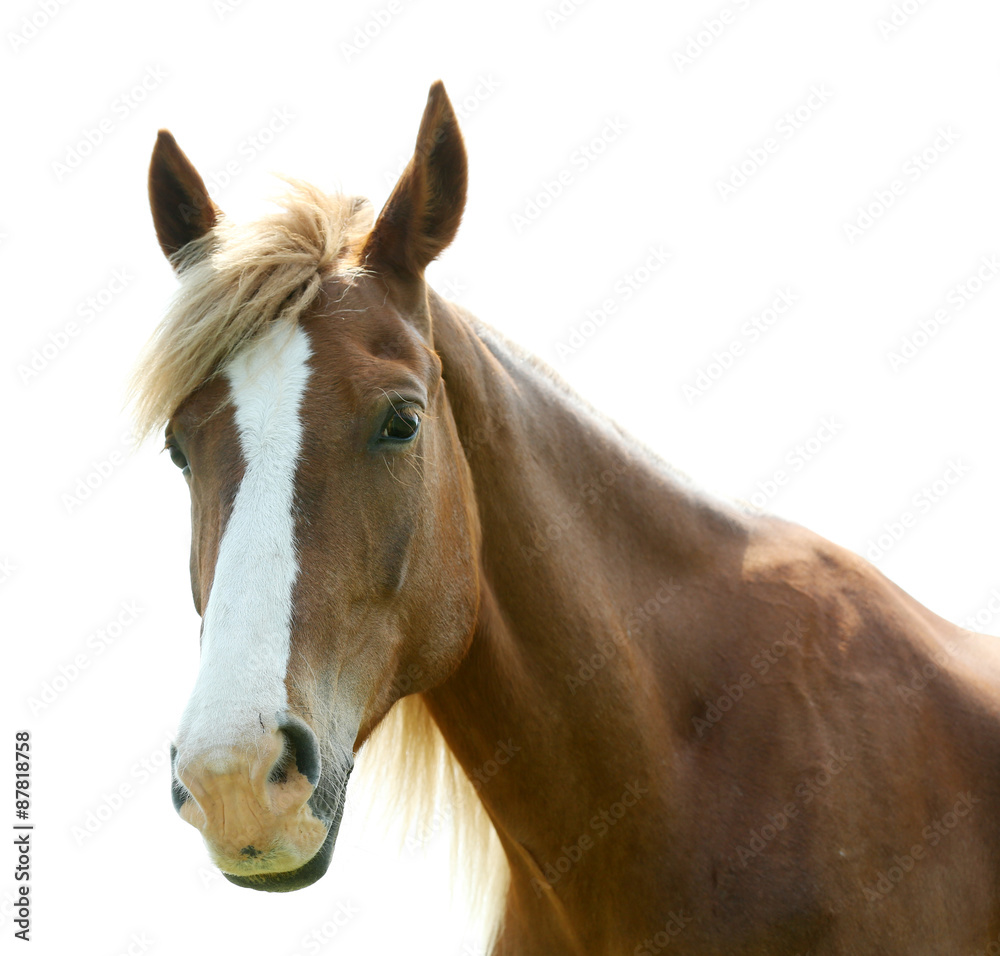 Obraz premium Portrait of beautiful brown horse, outdoors
