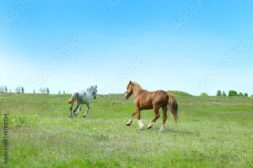 Two beautiful horses grazing on meadow © Africa Studio