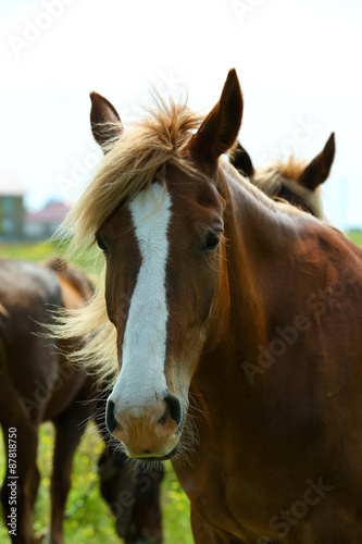 Portrait of beautiful brown horse, outdoors