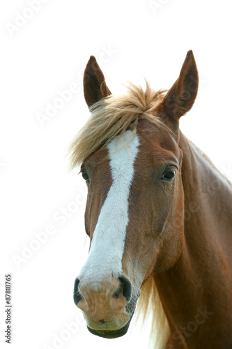 Portrait of beautiful brown horse  outdoors