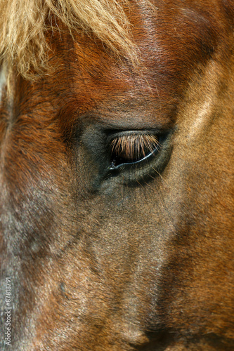 Beautiful brown horse eye, closeup