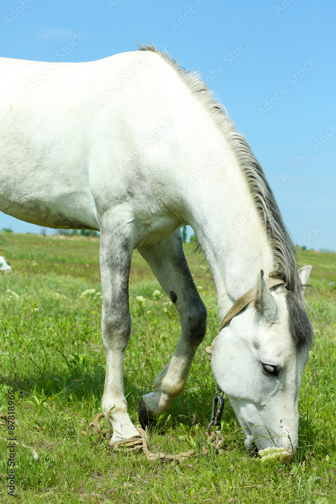 Fototapeta premium Beautiful white horse grazing on meadow