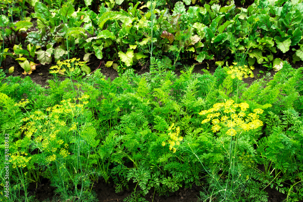 Obraz premium Vegetable patches