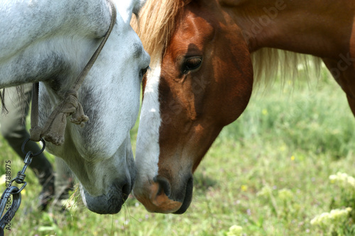 Two beautiful horses on meadow, closeup