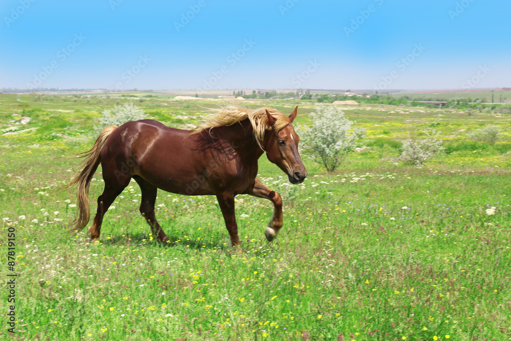 Fototapeta premium Beautiful brown horse grazing on meadow