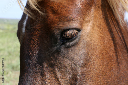 Beautiful brown horse eye  closeup