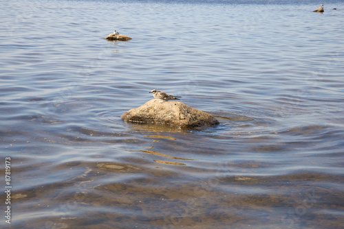 Молодые чайки сидат на камнях на мелководье Финского залива