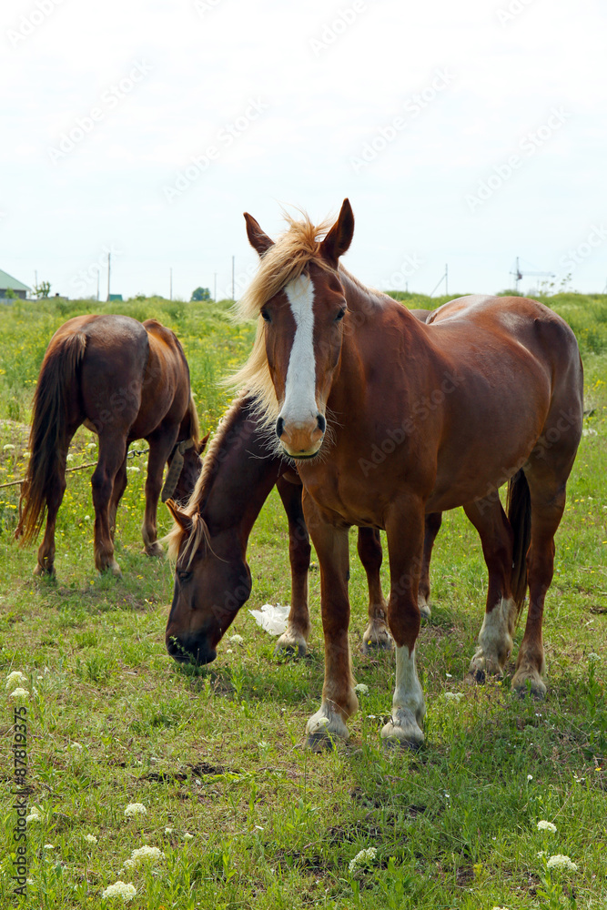 Beautiful horses grazing on meadow