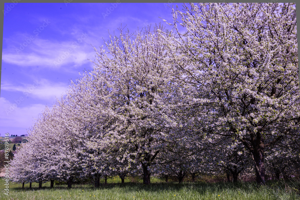 The fruit tree blossom in Ortenau, Baden-Württemberg, Germany The fruit tree blossom in Ortenau, Baden-Württemberg, Germany