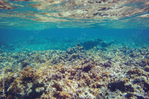 Underwater coral reef background in Caribbean sea