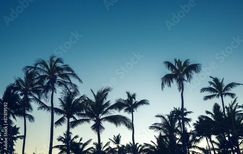 Coconut palm trees perspective view © ValentinValkov