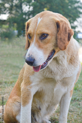 Cute mixed breed dog givving friendly look in the grass