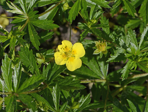 Upright cinquefoil - Medicinal plant, potentilla erecta, Potentilla tormentilla, Rosaceae