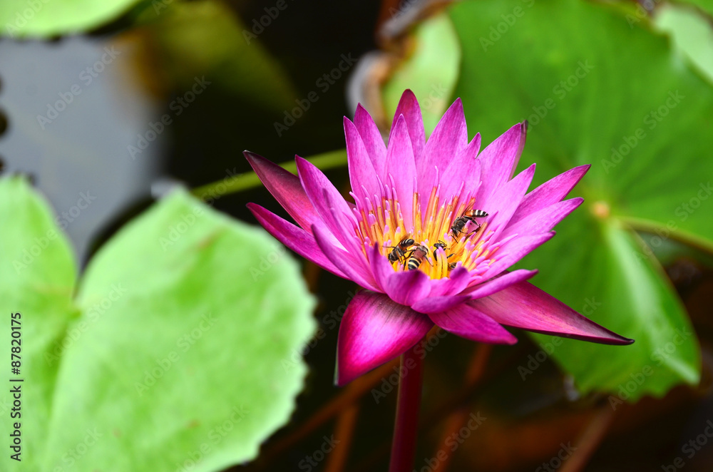 lotus,flowers,bee,bee flowers,nature,wall,water,background,garden,plant,color,petal,green,flora lotus,flowers,bee,bee flowers,nature,wall,water,background,garden,plant,color,petal,green,flora