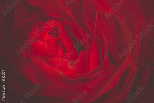 Red Rose Macro Retro