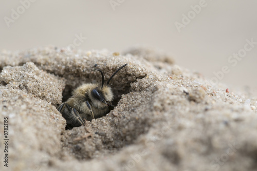 Mining bee - Andrena barbilabris