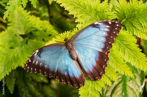 Big Butterfly photo