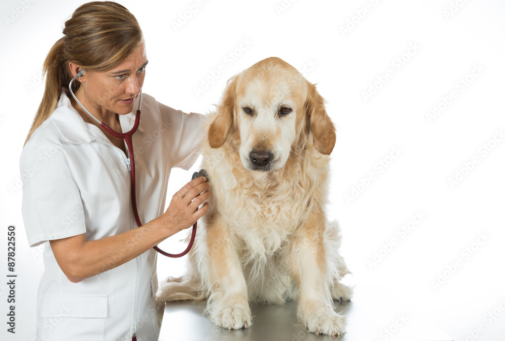 By listening to a dog Veterinary Golden
