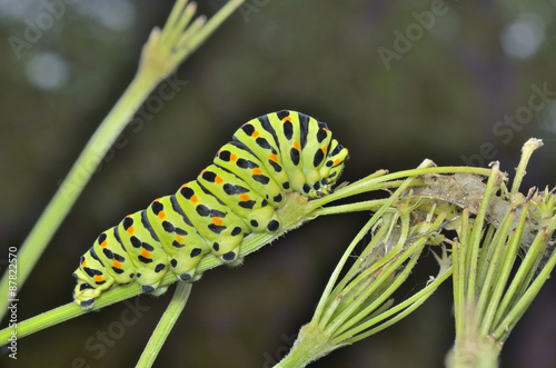 Сaterpillar of swallowtail 5