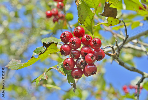 Berries of hawthorn 10 photo