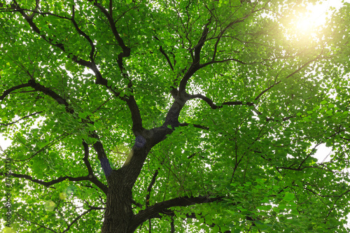 forest trees， nature green backgrounds © ABCDstock