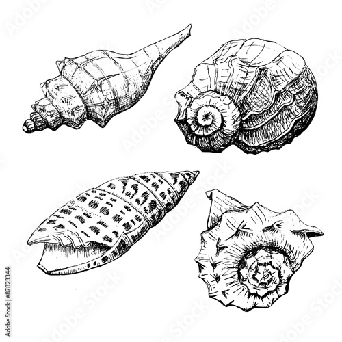 Set of Seashells